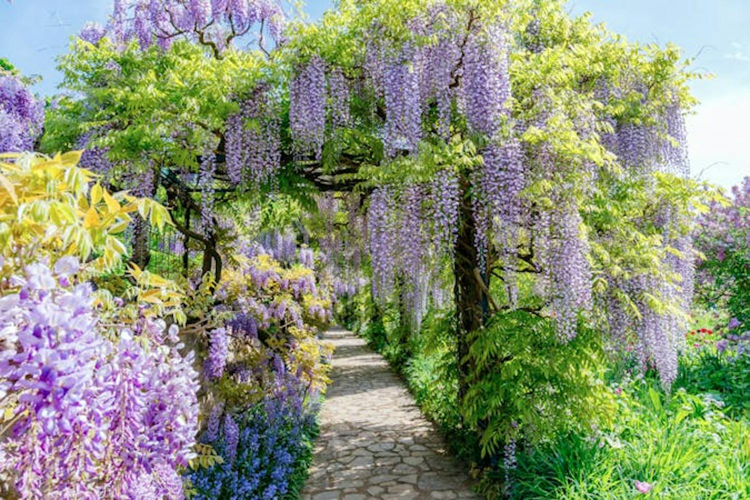 Blåregn blomster kaskader ned over en stenpergola Blåregn blomster kaskader ned over en stenpergola